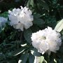 Rhododendron cunninghams white
